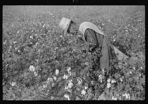Mexican seasonal labor contracted for by planters, picking cotton on Knowlton Plantation, Perthshire, Mississippi Delta, Mississippi