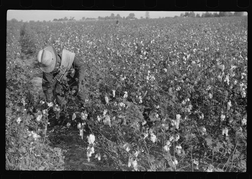 Untitled photo, possibly related to: Mexican seasonal labor contracted for by planters, picking cotton on Knowlton Plantation, Perthshire, Mississippi Delta, Mississippi