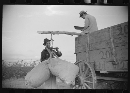 Untitled photo, possibly related to: Mexican seasonal labor contracted for by planters, picking cotton on Knowlton Plantation, Perthshire, Mississippi Delta, Mississippi
