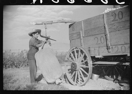 Mexican seasonal labor contracted for by planters, picking cotton on Knowlton Plantation, Perthshire, Mississippi Delta, Mississippi