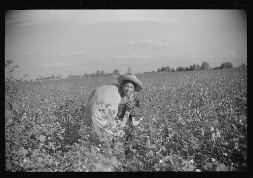 Untitled photo, possibly related to: Mexican seasonal laborer bringing in sack of cotton from field to be weighed and emptied into wagon, Knowlton Plantation, Perthshire, Mississippi Delta, Mississippi