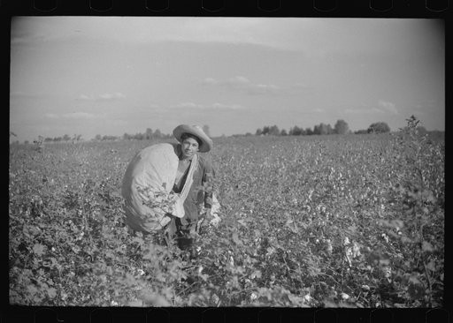 Mexican seasonal laborer bringing in sack of cotton from field to be weighed and emptied into wagon, Knowlton Plantation, Perthshire, Mississippi Delta, Mississippi