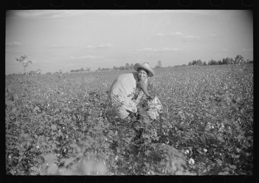 Untitled photo, possibly related to: Mexican seasonal laborer bringing in sack of cotton from field to be weighed and emptied into wagon, Knowlton Plantation, Perthshire, Mississippi Delta, Mississippi