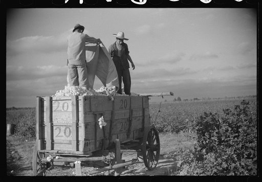 Mexican laborers on wagonload of cotton in field on Knowlton Plantation, Perthshire, Mississippi Delta, Mississippi