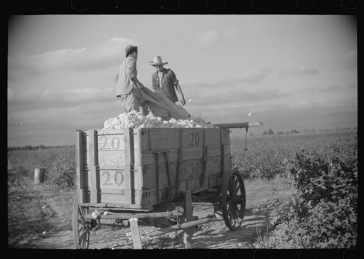 Untitled photo, possibly related to: Mexican laborers on wagonload of cotton in field on Knowlton Plantation, Perthshire, Mississippi Delta, Mississippi