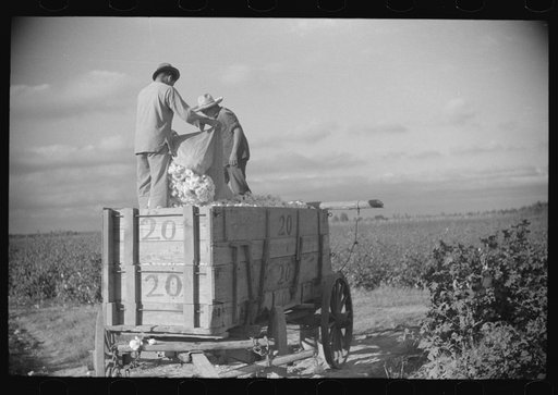 Untitled photo, possibly related to: Mexican laborers on wagonload of cotton in field on Knowlton Plantation, Perthshire, Mississippi Delta, Mississippi