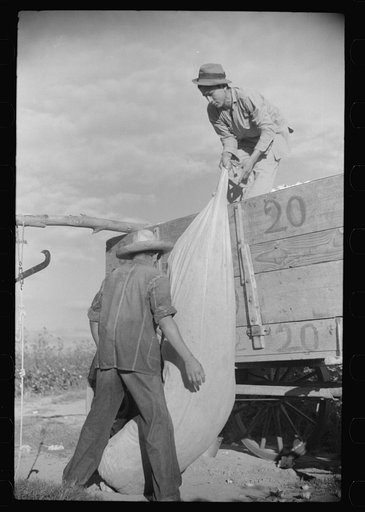 Mexican seasonal laborers hauling sack of cotton onto wagon to be emptied, Knowlton Plantation, Perthshire, Mississippi Delta, Mississippi