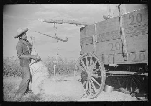 Untitled photo, possibly related to: Mexican seasonal laborers hauling sack of cotton onto wagon to be emptied, Knowlton Plantation, Perthshire, Mississippi Delta, Mississippi