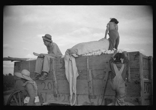 Untitled photo, possibly related to: Mexican laborers on wagonload of cotton in field on Knowlton Plantation, Perthshire, Mississippi Delta, Mississippi