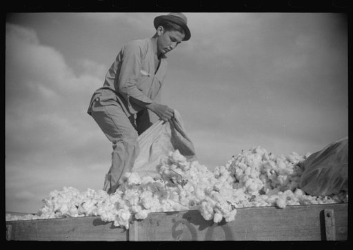 Untitled photo, possibly related to: Mexican laborers on wagonload of cotton in field on Knowlton Plantation, Perthshire, Mississippi Delta, Mississippi
