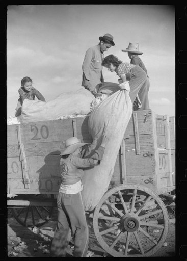 Untitled photo, possibly related to: Mexican laborers on wagonload of cotton in field on Knowlton Plantation, Perthshire, Mississippi Delta, Mississippi