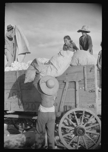 Mexican laborers on wagonload of cotton in field on Knowlton Plantation, Perthshire, Mississippi Delta, Mississippi