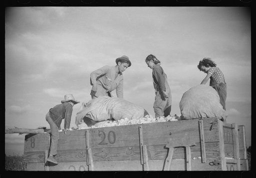 Untitled photo, possibly related to: Mexican laborers on wagonload of cotton in field on Knowlton Plantation, Perthshire, Mississippi Delta, Mississippi