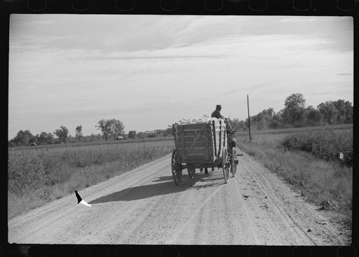 Wagonload of cotton on way to gin, Marcella Plantation Mileston, Mississippi Delta, Mississippi