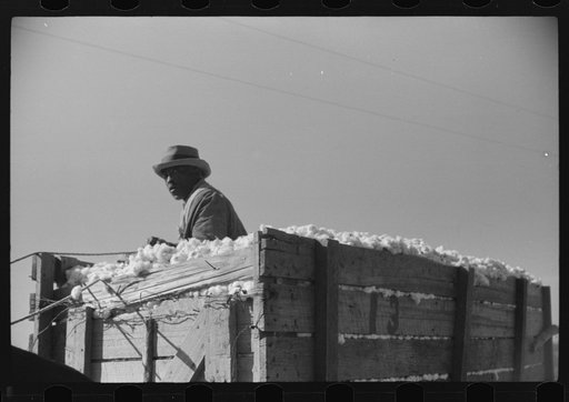 Untitled photo, possibly related to: Wagonload of cotton on way to gin, Marcella Plantation Mileston, Mississippi Delta, Mississippi