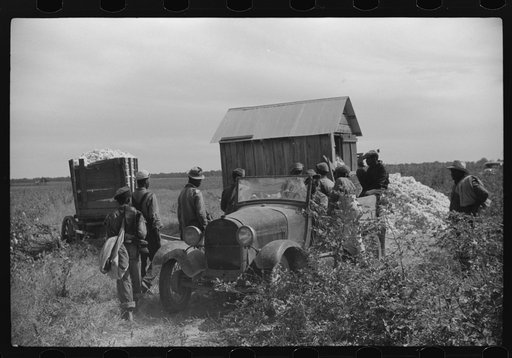 Untitled photo, possibly related to: Day laborers come in cars and trucks to pick cotton on Marcella Plantation, Mileston, Mississippi Delta, Mississippi