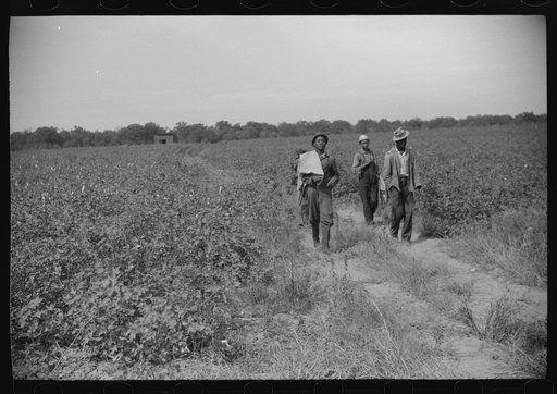 Day laborers coming out of cotton field, Mileston Plantation, Mileston, Mississippi Delta. Mississippi