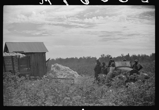 Untitled photo, possibly related to: Day laborers come in cars and trucks to pick cotton on Marcella Plantation, Mileston, Mississippi Delta, Mississippi