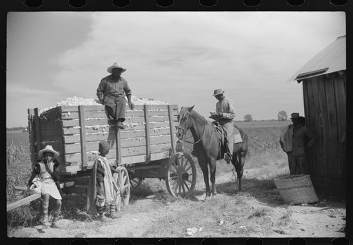 Riding boss checking off cotton brought in by pickers, Marcella Plantation, Mileston, Mississippi Delta, Mississippi