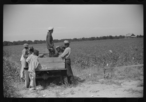 Untitled photo, possibly related to: Day laborers come in cars and trucks to pick cotton on Marcella Plantation, Mileston, Mississippi Delta, Mississippi