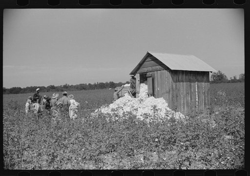 Untitled photo, possibly related to: Day laborers come in cars and trucks to pick cotton on Marcella Plantation, Mileston, Mississippi Delta, Mississippi