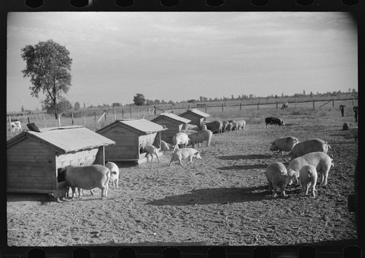 Livestock on Knowlton Plantation, Perthshire, Mississippi Delta, Mississippi