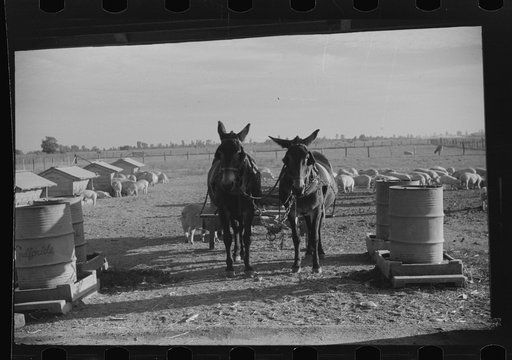 Livestock on Knowlton Plantation, Perthshire, Mississippi Delta, Mississippi