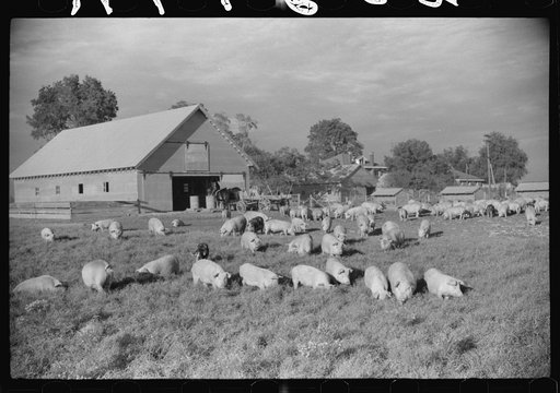 Sacks of cotton on wagehand's porch. Knowlton Plantation, Perthshire, Mississippi Delta, Mississippi