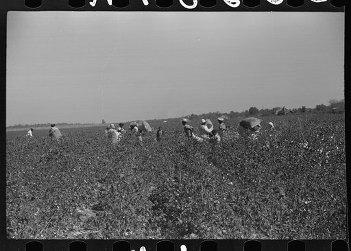Untitled photo, possibly related to: Day laborers picking cotton on Marcella Plantation, Mileston, Mississippi Delta, Mississippi