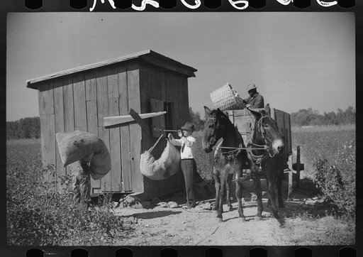 Mr. Jones, one of the owners of Marcella Plantation, weighing in cotton by cotton house in field, Mileston, Mississippi Delta, Mississippi