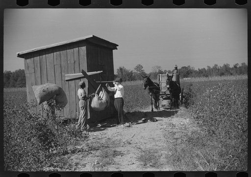 Untitled photo, possibly related to: Mr. Jones, one of the owners of Marcella Plantation, weighing in cotton by cotton house in field, Mileston, Mississippi Delta, Mississippi