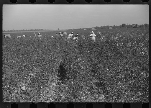 Untitled photo, possibly related to: Picking cotton, Nugent Plantation, Benoit, Mississippi Delta, Mississippi