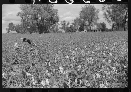 Untitled photo, possibly related to: Picking cotton, Nugent Plantation, Benoit, Mississippi Delta, Mississippi
