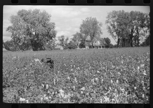 Untitled photo, possibly related to: Picking cotton, Nugent Plantation, Benoit, Mississippi Delta, Mississippi