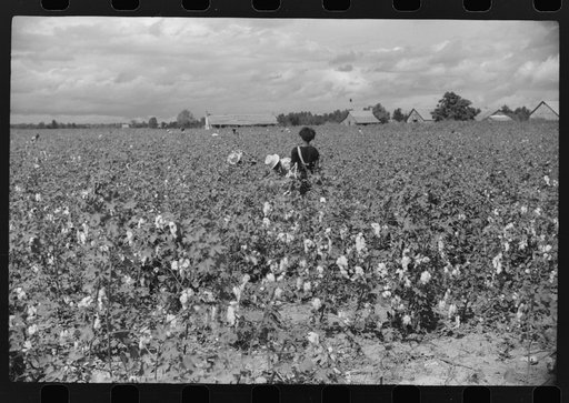 Picking cotton, Nugent Plantation, Benoit, Mississippi Delta, Mississippi