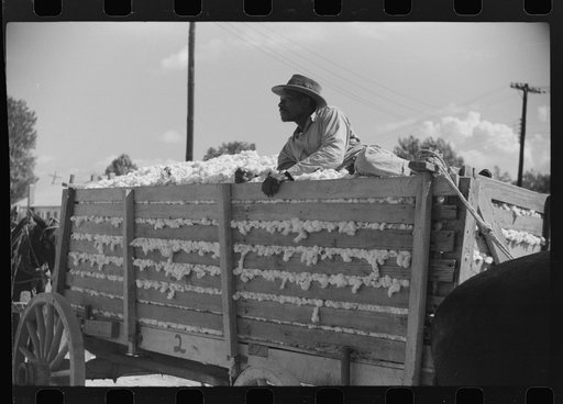 Untitled photo, possibly related to: Negro tenant on top of wagonload of cotton, waiting to go to gin. Delta and Pine Land Company, Scott, Mississippi Delta, Mississippi