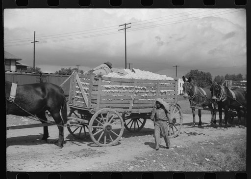 Untitled photo, possibly related to: Negro tenant on top of wagonload of cotton, waiting to go to gin. Delta and Pine Land Company, Scott, Mississippi Delta, Mississippi