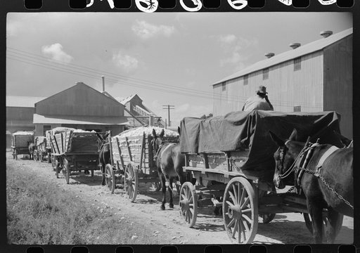 Part of cotton gin with wagonloads of cottn waiting in background at Delta and Pine Land Company, Scott, Mississippi Delta, Mississippi