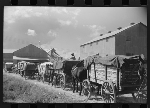 Untitled photo, possibly related to: Part of cotton gin with wagonloads of cottn waiting in background at Delta and Pine Land Company, Scott, Mississippi Delta, Mississippi