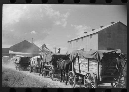 Untitled photo, possibly related to: Part of cotton gin with wagonloads of cottn waiting in background at Delta and Pine Land Company, Scott, Mississippi Delta, Mississippi