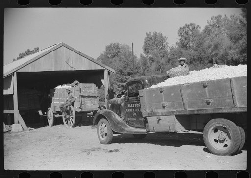 Wagons and truckloads of cotton waiting to be ginned on plantation in Mileston, Mississippi Delta, Mississippi