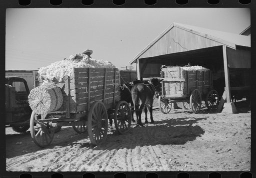 Wagons and truckloads of cotton waiting to be ginned on plantation in Mileston, Mississippi Delta, Mississippi