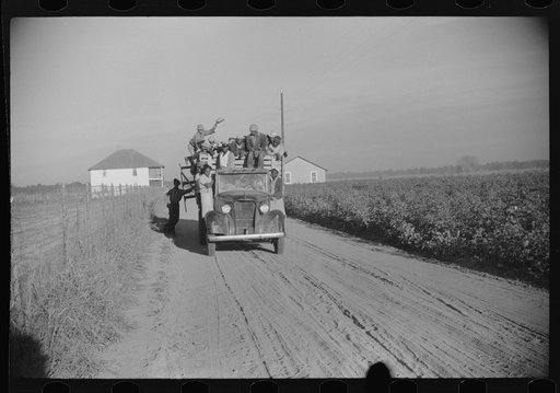 Negroes brought in by truck from nearby towns as day labor for cotton picking. Marcella Plantation, Mileston, Mississippi Delta, Mississippi