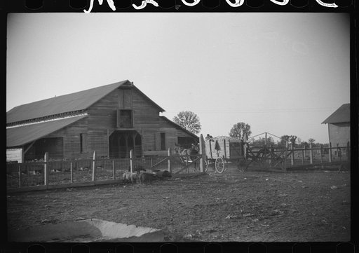 Untitled photo, possibly related to: Wagonloads of cotton going into plantation barn in evening, Marcella, Plantation, Mississippi Delta Mississippi