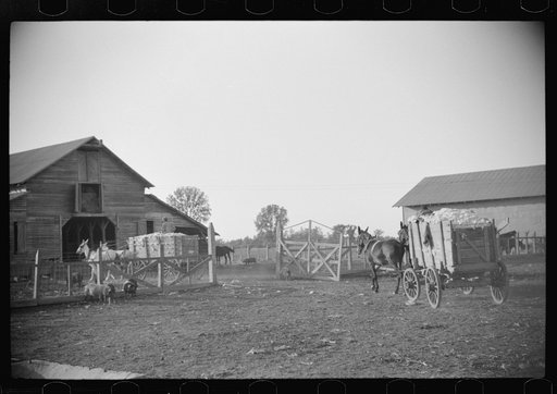 Untitled photo, possibly related to: Wagonloads of cotton going into plantation barn in evening, Marcella, Plantation, Mississippi Delta Mississippi