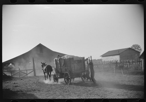 Wagonloads of cotton going into plantation barn in evening, Marcella, Plantation, Mississippi Delta Mississippi