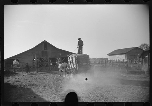 Untitled photo, possibly related to: Wagonloads of cotton going into plantation barn in evening, Marcella, Plantation, Mississippi Delta Mississippi