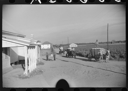 Untitled photo, possibly related to: Wagonloads of cotton going into plantation barn in evening, Marcella, Plantation, Mississippi Delta Mississippi