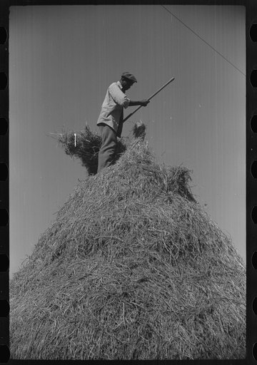 Untitled photo, possibly related to: Baling hay on Marcella Plantation, Mileston, Mississippi Delta, Mississippi
