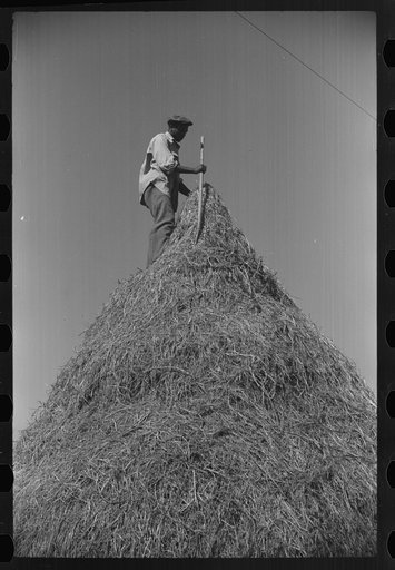 Untitled photo, possibly related to: Baling hay on Marcella Plantation, Mileston, Mississippi Delta, Mississippi